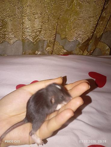 Крысы: КРЫСЯТА "ДАМБО" 3 малыша, мальчики месяц ручные активные готовы к — 7