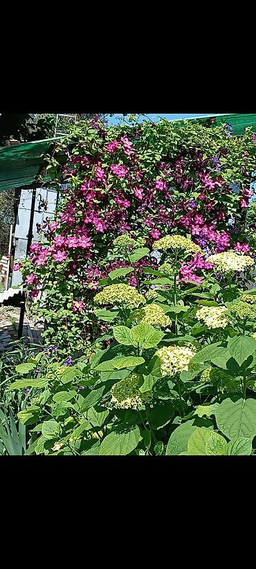 Фрукты и ягоды: Саженцы всех видов — питомник плодово-ягодных культур. Большой — 21