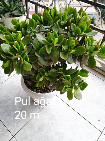 Otaq bitkiləri: Sukulənlər – müxtəlif növlər birbaşa qabda - Qab 1: Eyni qabda iki — 6