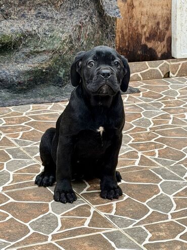 İtlər: Kane-Korso — 9