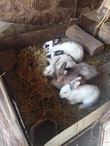 Dovşanlar: SALAM 14 DƏNƏDİ OPTOM ALANA ENDİRİM Erkeklerni kesen 3kq Biri 12den — 7