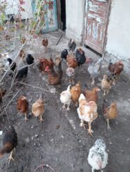 дома на продажу в бишкеке: Куры и петухи. 5 месяцев, скоро станут взрослыми.писать!!! на звонки