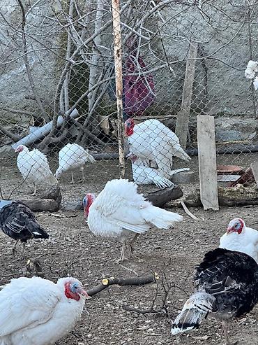 bildircin satisi tap az: Dişi, Damazlıq, Ünvandan götürmə — 1