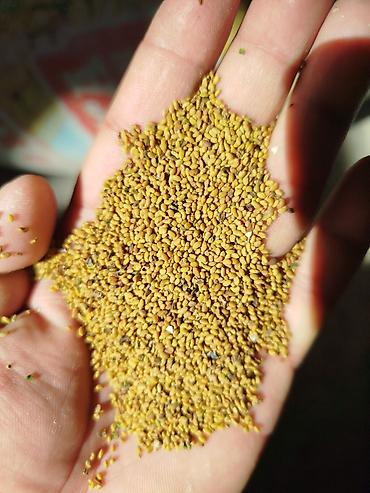 Кормовые растения: Семена кормовых растений: Люцерна — 1