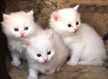 Декоративные кролики: Шотландские белые котята, скоттиш-страйт в наличии одна девочка и