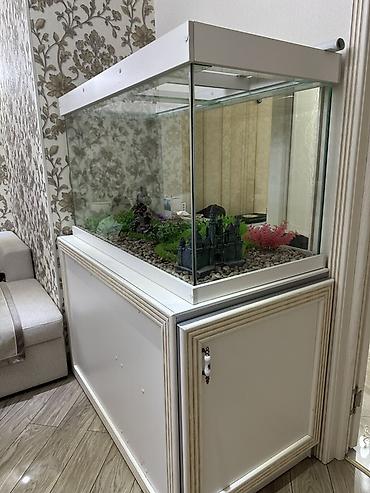 кона: 🐠 Аквариум 500л с тумбой — 125x60x67 см. Идеальное состояние, без — 2