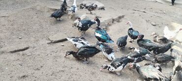 Ördəklər: Muscovy (barbar) ördəkləri – iri sürü - Rənglər: qara-yaşıl — 4