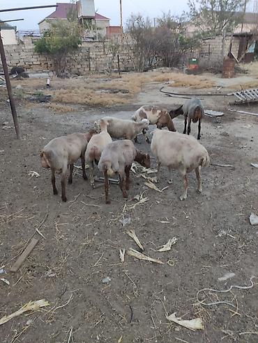 arpanın qiyməti: Əmlik quzular 33-40 kilo arası arpa yonca ilə bəslənib qiymet 10 manat — 4