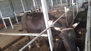 Коровы, быки: Продаю | Корова (самка) | Голштин, Алатауская, Швицкая | Для молока | Племенные, Стельные, Привязанные