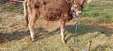 Коровы, быки: Продаю | Бык (самец) | Ангус — 3