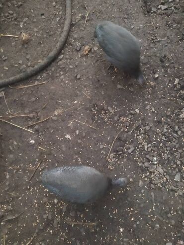 it ucun qurd dermani: 4 aylıq sebziler iksi 40 manat