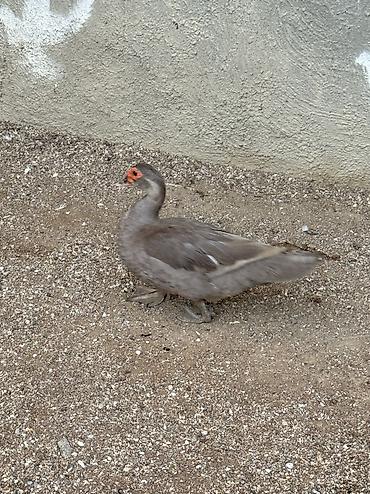 ördək balası və cücə: Lavanda ördək 2 dişi bir erkək bir dəfə bala veriblər balalığdan — 3