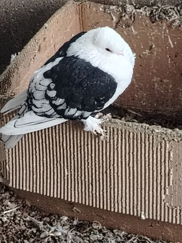 Göyərçinlər: Məhsul: Qüvərcinlər (dekorativ və uçuş növləri) Təsvir: - Rənglər — 13