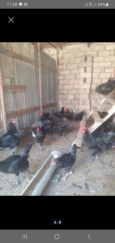 ucuz toyuq: Toyuq, Australorp, Damazlıq — 5