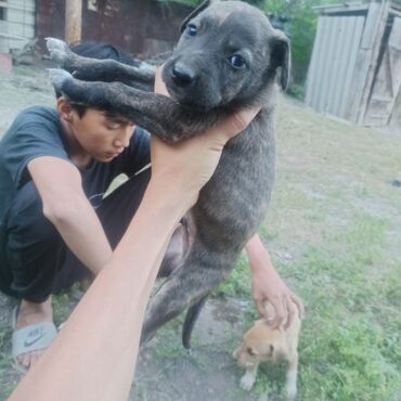 сауна девочками в Кыргызстан | ОТДЕЛОЧНЫЕ РАБОТЫ: Продаются щенки питбуля щенки в кара-балте есть мальчики и девочки