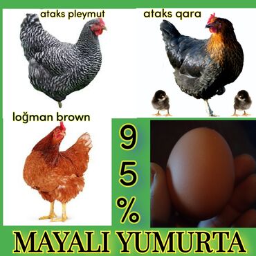 cins toyuqlar in Azərbaycan | TOYUQLAR, XORUZLAR: İllik 300 yumurta verimine malik olan cins toyuqlar və mayali