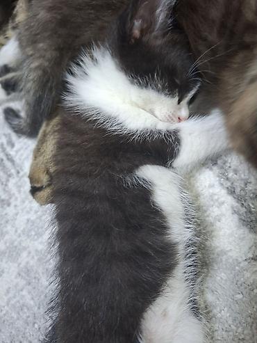 кошки домашние: Котята домашние, от ласковой кошки-мурчалки. мамочка на половину — 1