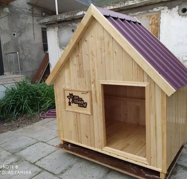 i̇tlər doberman: Akita-inu, 10 il, Erkek, Pulsuz çatdırılma