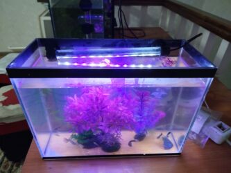 домик для животных: Продаю акву на 10 литров в комплекте Аква 10 шт рыб декор за 1000