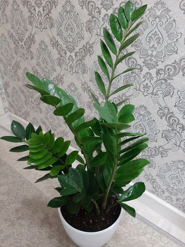 Другие комнатные растения: Замиокулькас, долларовое дерево, высота 80-90см комнатные цветы