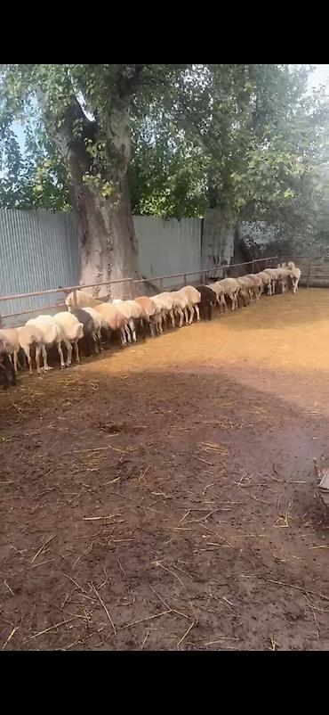 Рогатый скот: Quzular tam Saglam Real Fikiri Olanlar Narahat etsinler — 3