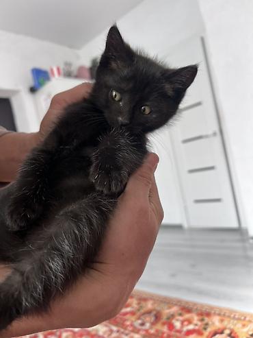 коротколапые котята: Черный котенок - Окрас: сплошной черный, мягкая пушистая шерстка — 2