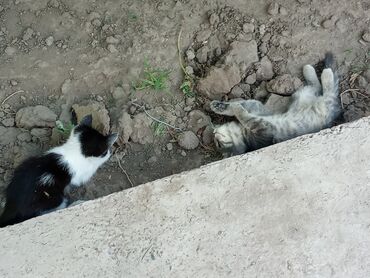 идентификация киви кошелька в кыргызстане бесплатно: Пара игривых котят, один с полосатым серо-белым окрасом, другой –