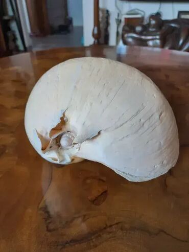 Akvariumi: Tri velike, izuzetno lepe skoljke. Dimenzija i cena: 30x23cm 4000din — 8