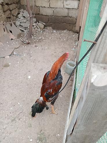 qurd satisi: Salam heyrati satilir 9 ay tamiz turk das pipiy cinsdi bater yoxdu — 5