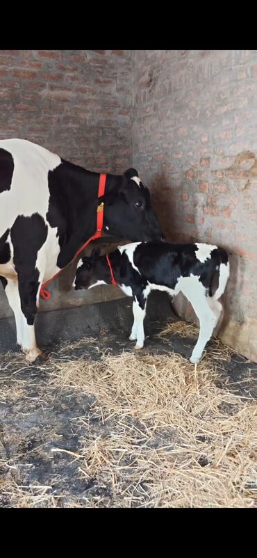 Inəklər, öküzlər: Holşteyn cinsli inək buzovla birlikdə - Qara-ağ rəngli, iri bədən — 6
