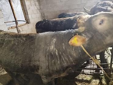 Коровы, быки: Продаю | Бык (самец) | На откорм | Привязанные — 5