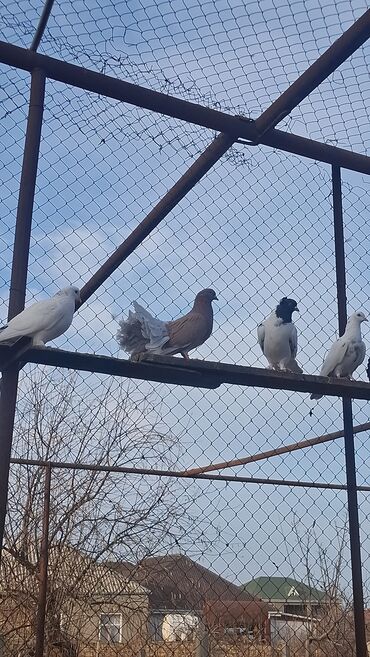 Göyərçinlər: Satılır — 9