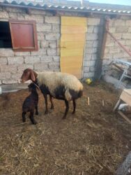 Digər kənd təsərrüfatı heyvanları: Balalı qala cinsi qoyunlar satılır. Super qoyunlardı.Cavandırlar.3 -da lalafo.az — 10 Digər kənd təsərrüfatı heyvanları: Balalı qala cinsi qoyunlar satılır. Super qoyunlardı.Cavandırlar.3 — 10