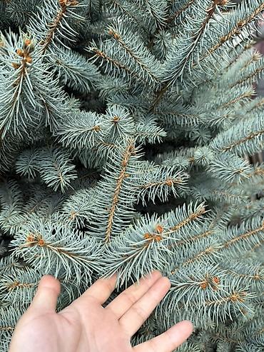 молочай цветок: Ель голубая (Picea pungens ‘Glauca’) – крупное декоративное хвойное — 3