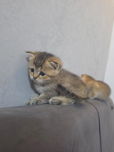 Кошки: Шотландская вислоухая — 2