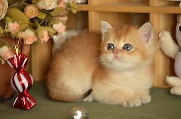 Pişiklər: Qızıl şinşilla, Erkək, Dişi, Ünvandan götürmə — 6