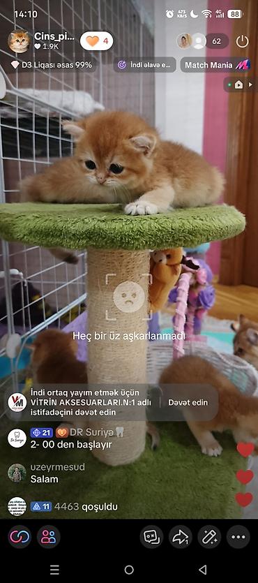 Pişiklər: Qızıl şinşilla, Erkək, Dişi, Yaxşı əllərə, Ünvandan götürmə, Ödənişli çatdırılma — 2