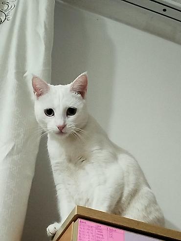 Үй жаныбарлары: Мышык бекер берилет: Ангор, 2 жаш, Ургаачы — 2