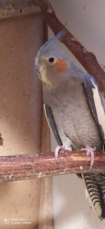 Tutuquşları: Diqqet quslarin altinin ve yerinin temizliyine fikir verin — 4