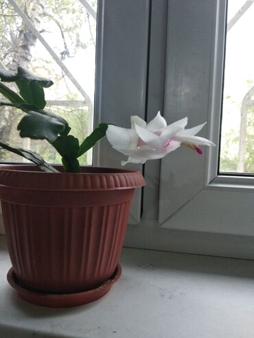Комнатные растения: Продаю декабрист белый молодой 1.5 года цветёт. 5 микр. самовывоз