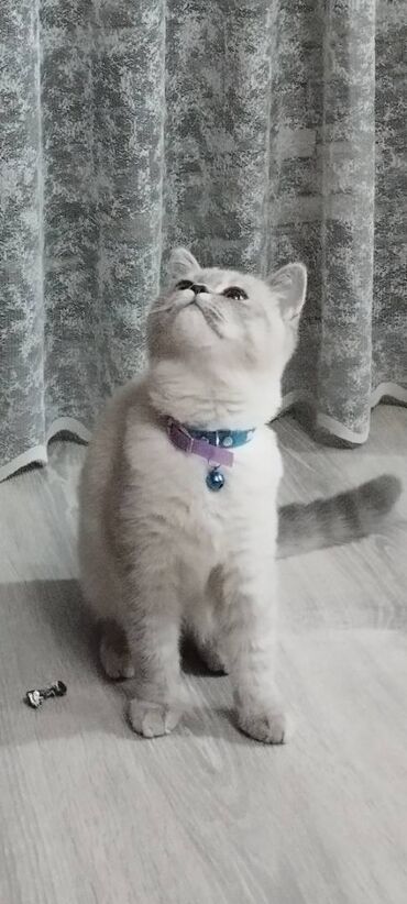 британская голубая кошка: Продается шотландская кошка 7 месяцев. Девочка