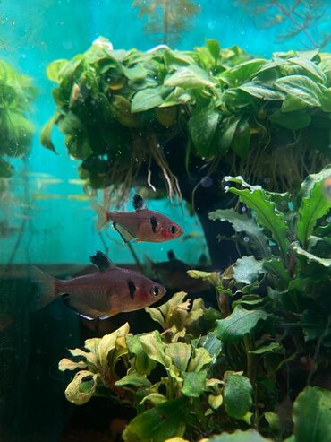 Аквариумы: Green Aqua — рыбки и растения для аквариума 🐟🌿 ▪️ Пресноводные рыбки и — 25