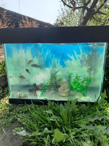 аквариум с рыбами: Продаётся аквариум в месте с рыбками