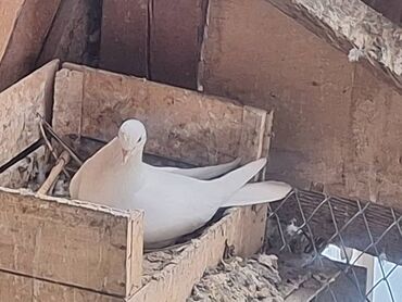 Птицы: Породистые декоративные голуби (разные масти и типы оперения) — 5