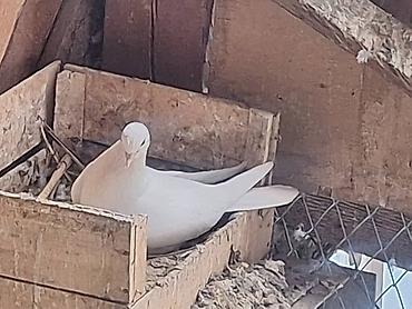 Другие с/х животные: Породные голуби декоративных линий. Описание: - Разноцветные окрасы — 8