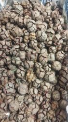 Toxumlar: Thuja toxumları, sərv, Arizona sərv, mavi thuja, qərb thuja və şərq — 6