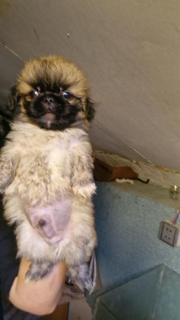 quru it yemi: Pekines erkey — 4