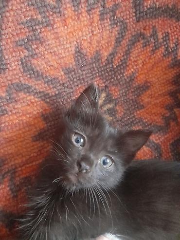 кошачий мята: Кошка даром: Беспородная, 2 месяца, Девочка, Приучена к лотку — 2
