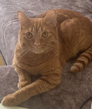 цена котенка британца: Шикарный рыжий кот с умными глазками и нежной шерсткой ищет дом!