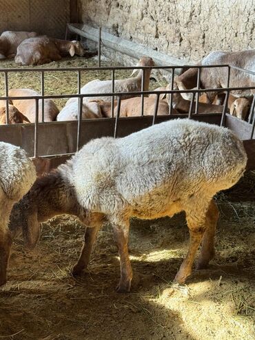 продажа домашних животных: Продаю | Баран (самец)